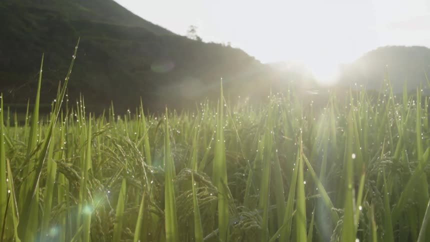 The sun illuminates moisture on grass in a field