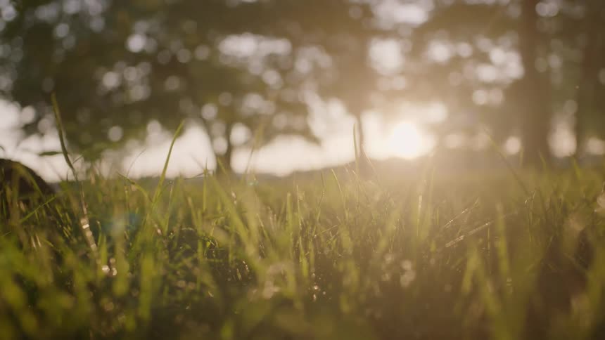 A field of grass during the day