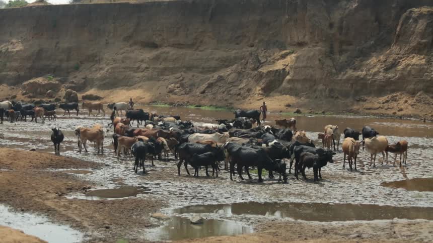 A herd of cattle are drinking from a river