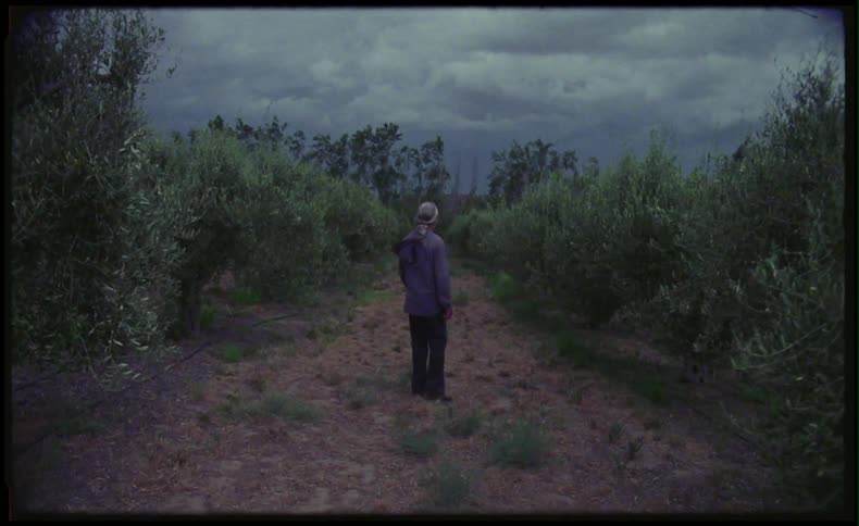 Man walking through a large field of trees and looking around