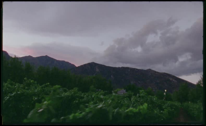 Walking through field of plants by a mountain
