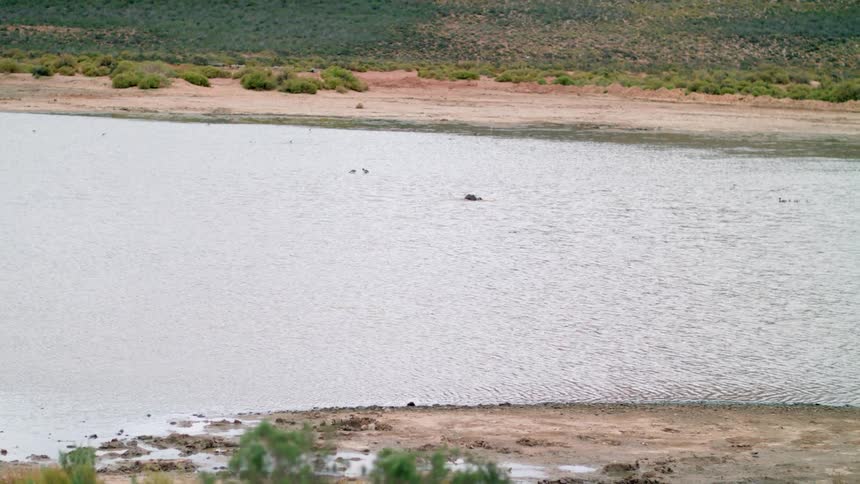 Person bobbing in and out of water in a lake