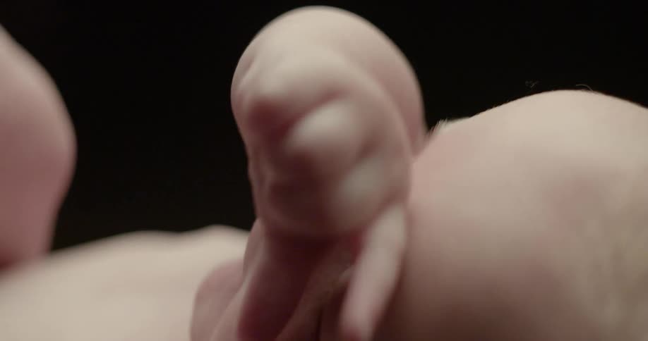 An infant sucks on its toes