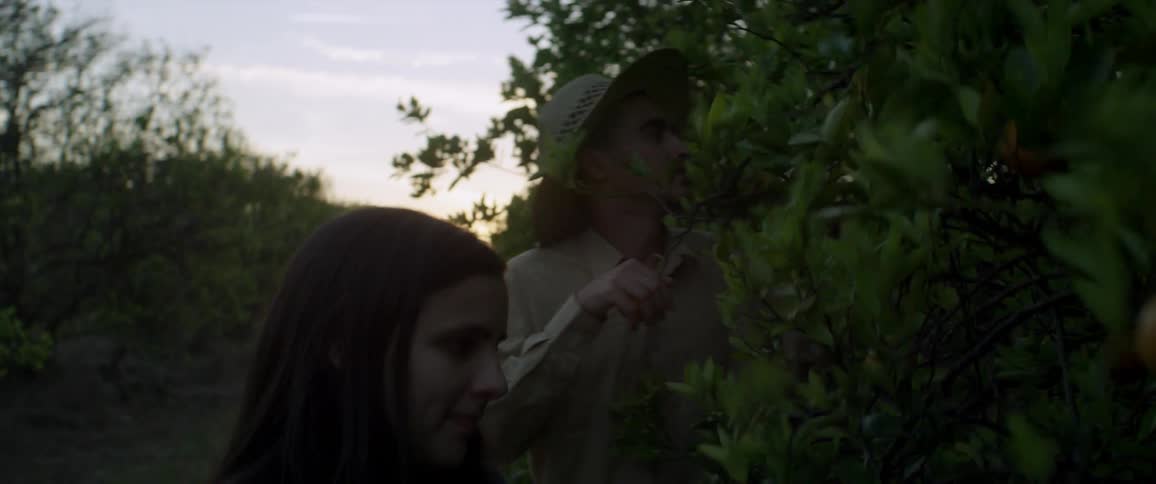 A man and woman pick oranges
