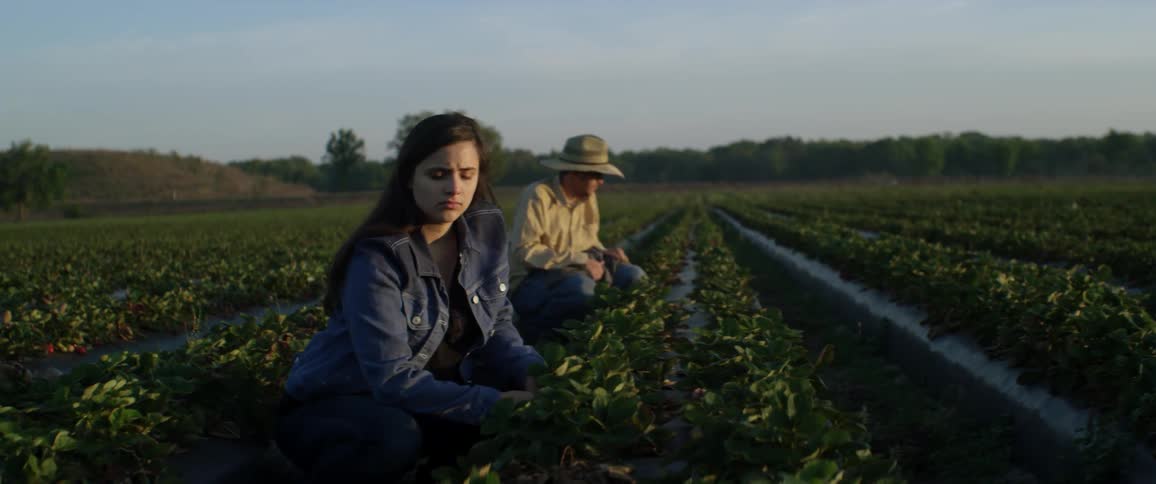 Couple picking from a row of growth on a farm on a cloudy day