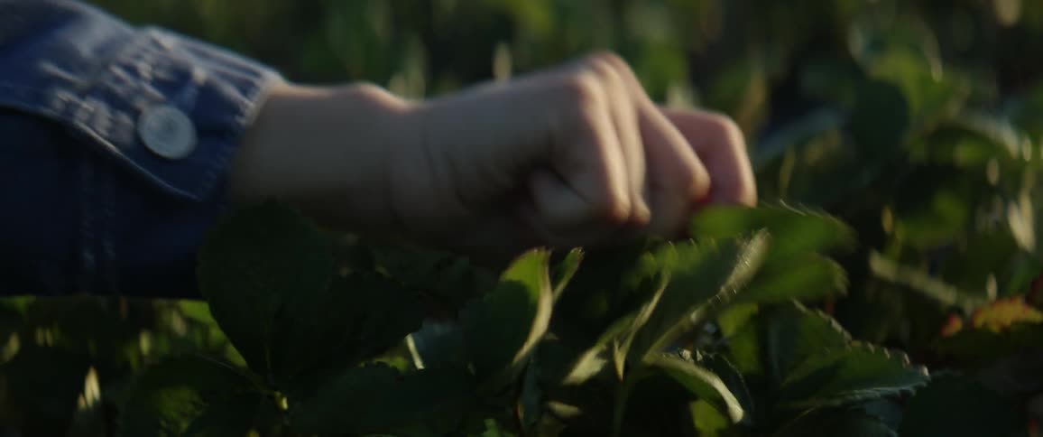 A man picks a strawberry from a plant