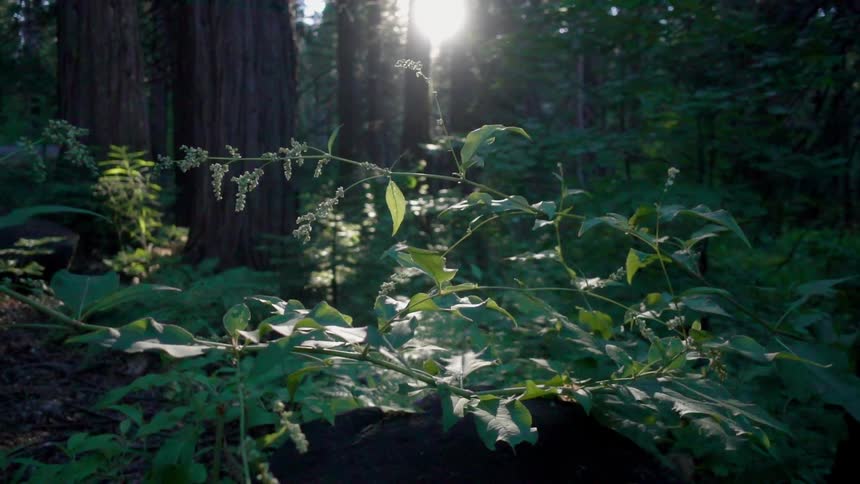 Plant branches wave in the breeze in the forest