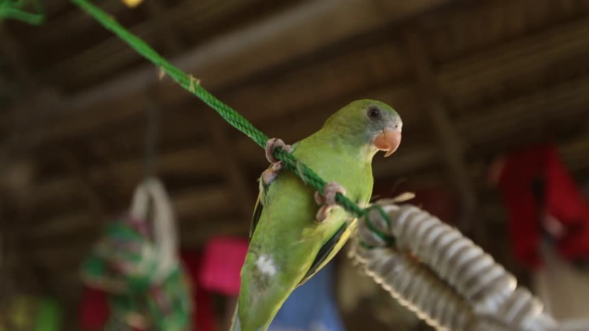 A parrot on a rope line