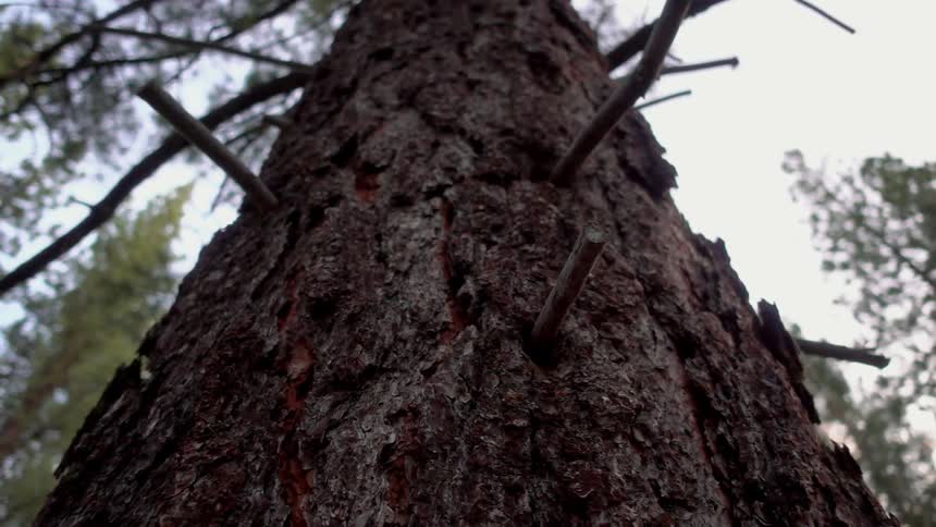 Sticks are protruding from the bark of a tree during the day