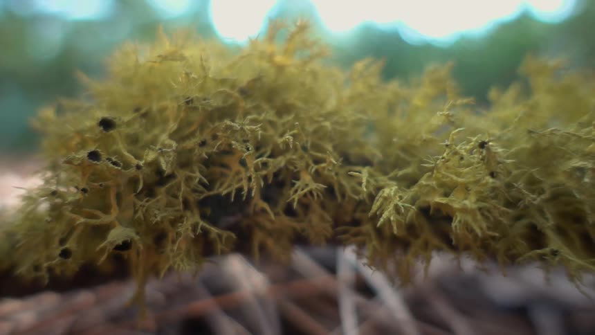 A bunch of moss is resting on a pile of pine needles on the forest floor during the day