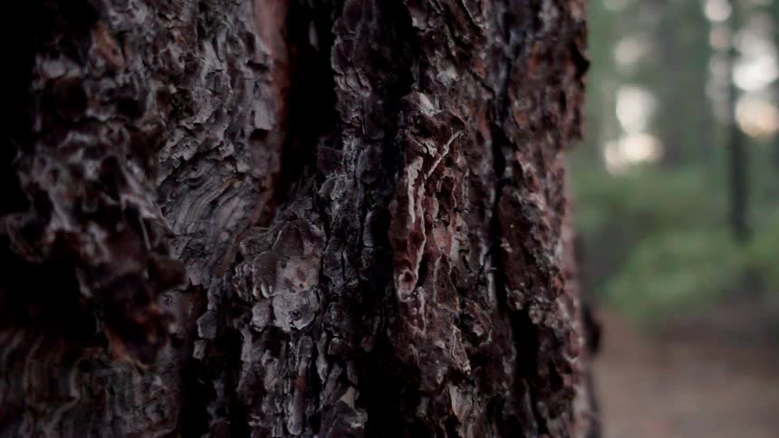 A tree in the woods