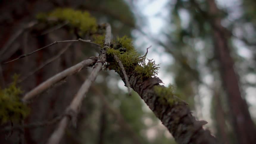Moss grows on the branch of a tree