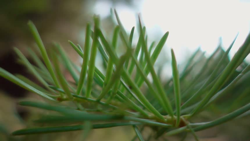 A green plant sits motionless under the trees