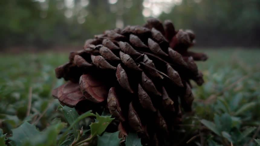A pine cone is sitting on the ground during the day