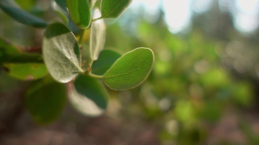 The sun shines on a plant
