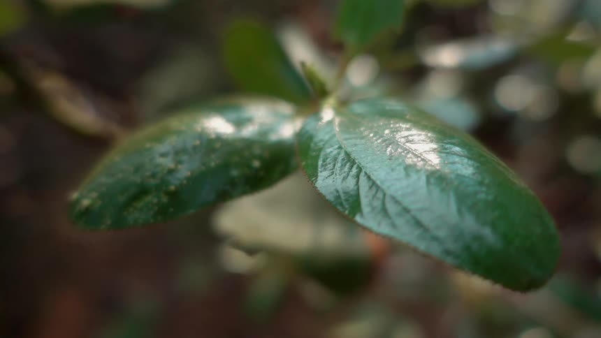 Sunlight shines on the leaves of a plant