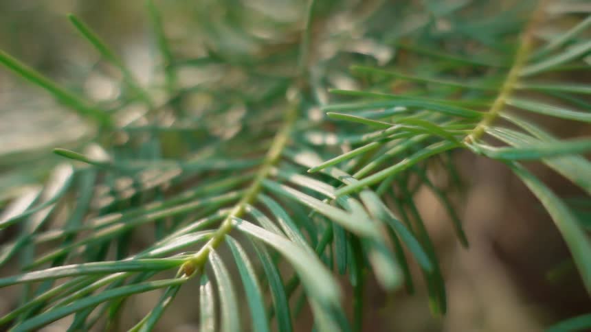 A plant with long narrow leaves