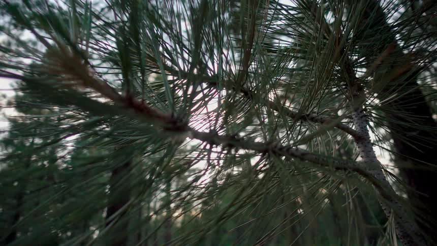 Pine needles sit motionless in the forest