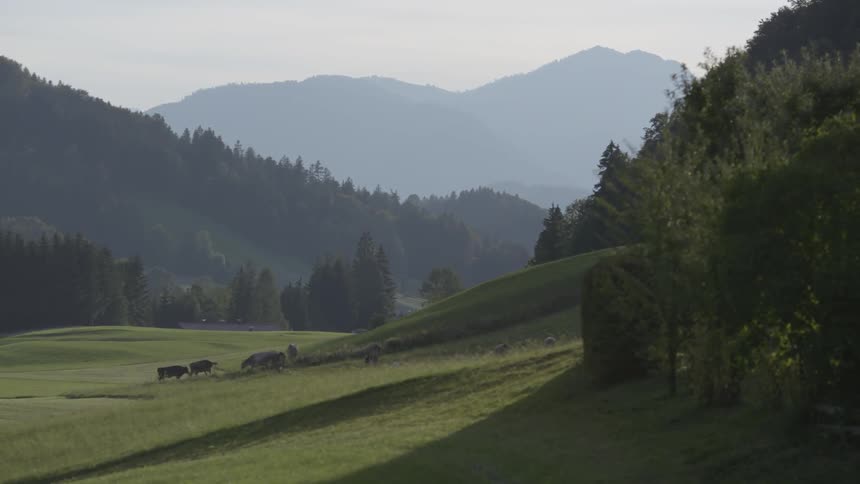Cows move up a hillside in a valley on a hazy day