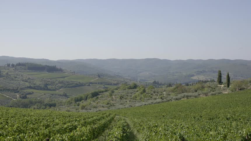 A vineyard stretches over a hillside on a sunny day