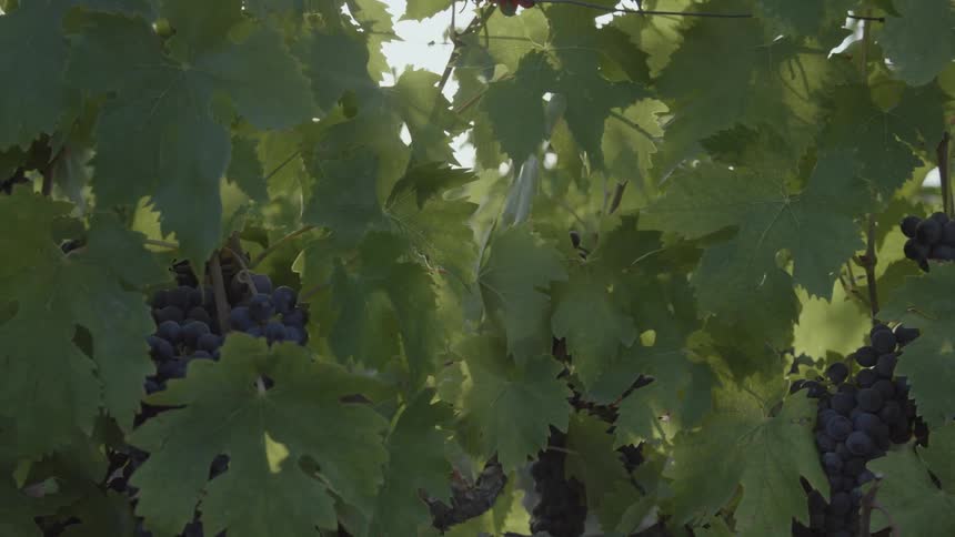 Grapes hang in bunches on a grape vine
