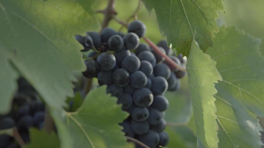 Bunch of grapes hanging from a vine