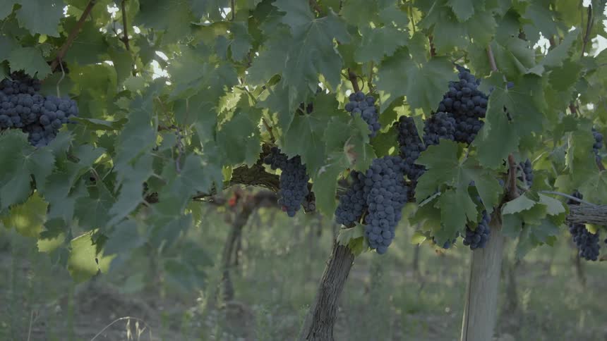 A view of grapes hanging on their vine in a vineyard