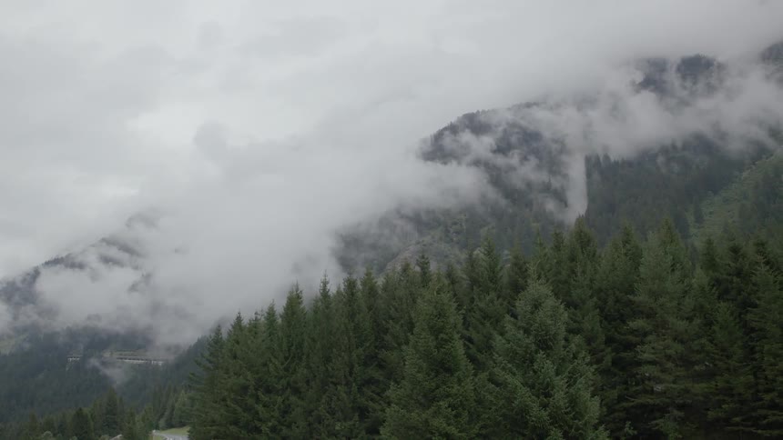 Clouds hover over a mountainside beyond a stand of pine trees