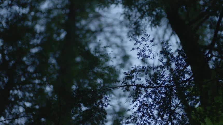 The sky is filmed through tree leaves at dusk