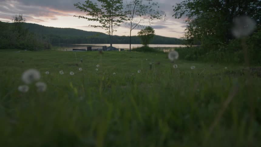 Dandelions in a grassy field at dusk