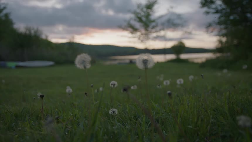 Dandelions grow in a grass field at sunset
