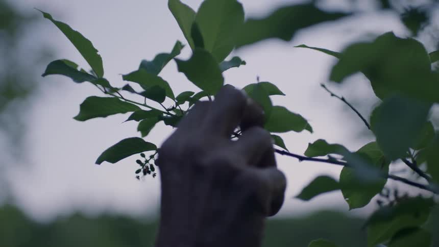 A hand reaches up and pulls on a tree branch
