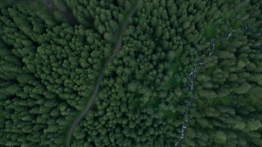 Pine trees cover the ground in a forest