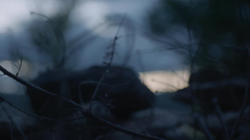 Rocks and branches lay on the ground