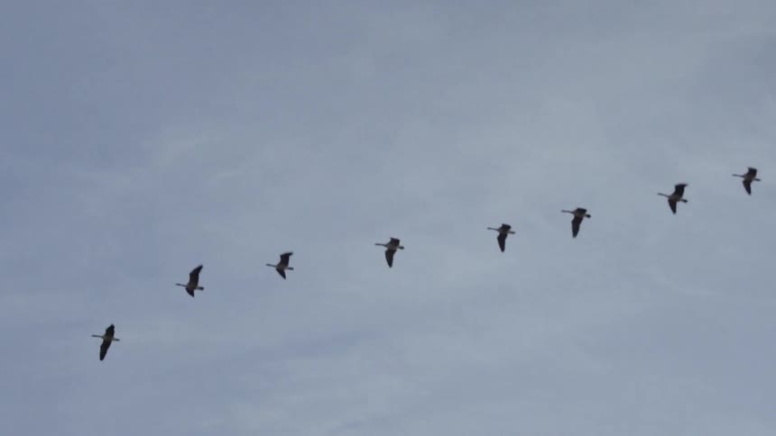 Birds fly above in a long formation