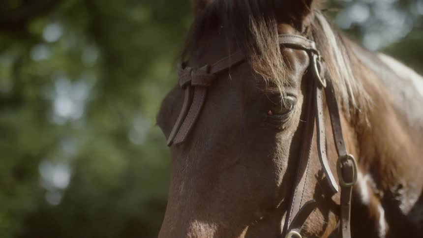 Horse wearing a bridle stands under a sunny sky