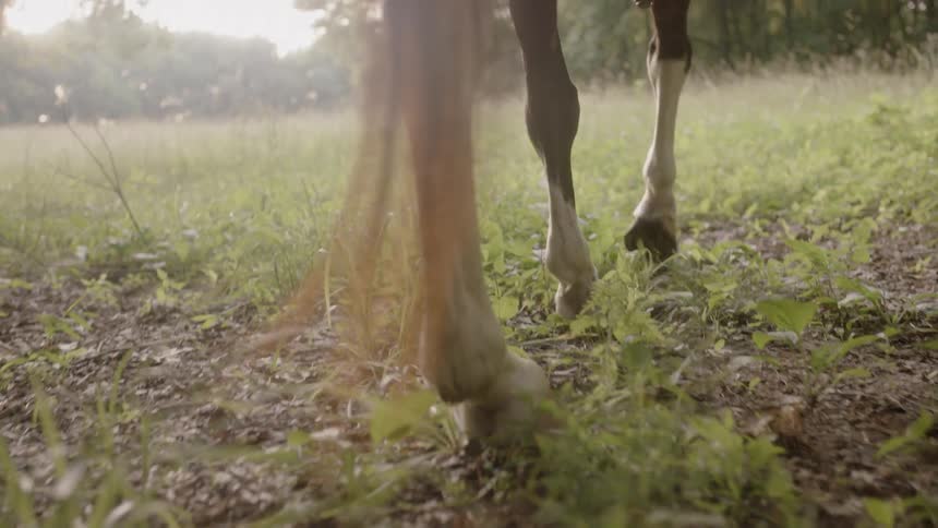 A horse is walking through a dirt path