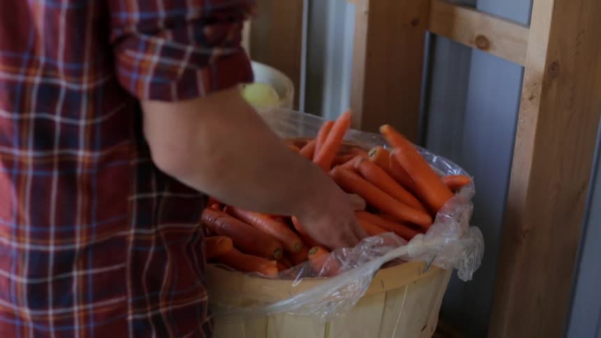 A man puts a bucket full of carrots on a conveyor and runs his hands through them