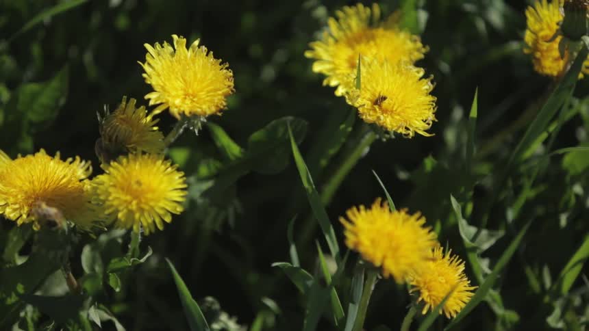 Dandelions grow in grass