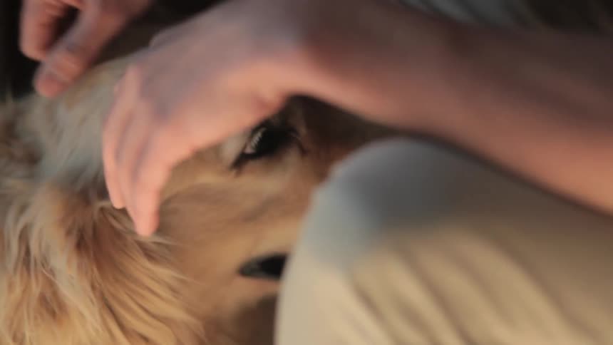 Person petting their dog