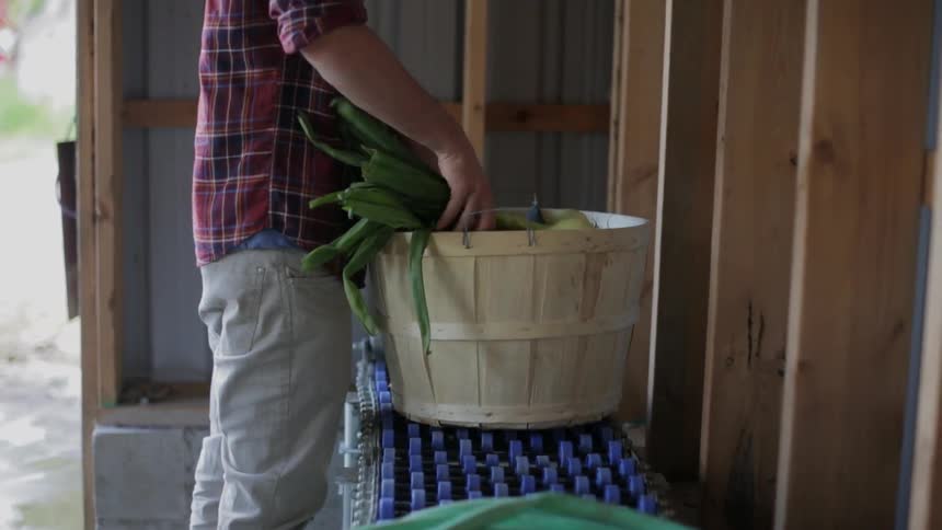 Man setting a basket of vegetables down on a conveyor belt