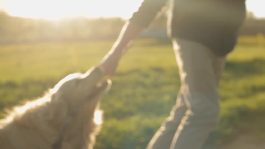 Dog and owner playing tug of war with a stick