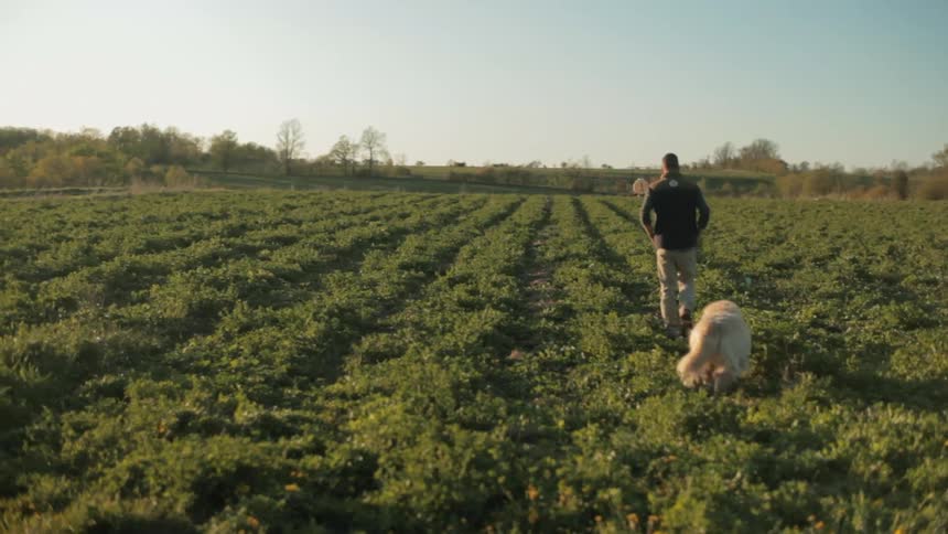 Man walking his dog through a wide sunny field