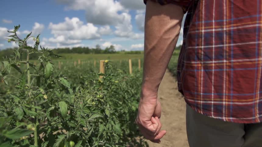 A man walking down a farm row of staked plants