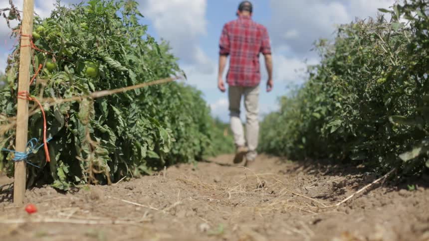 A man walks down a path between tomato plants