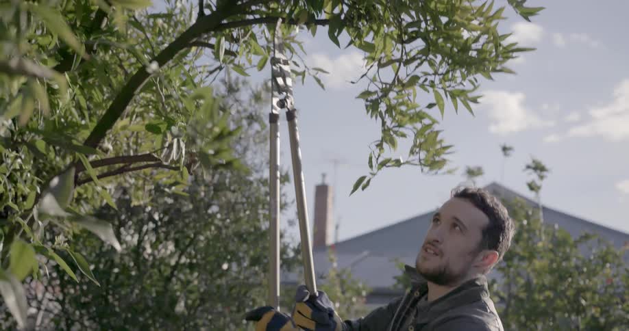A man is using branch cutters to prune a tree