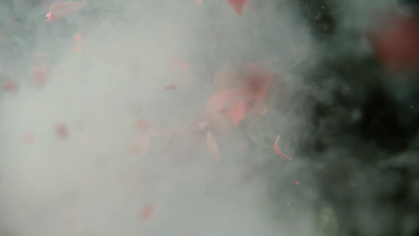 Bullet rips through rose making smoke and sending petals in all directions