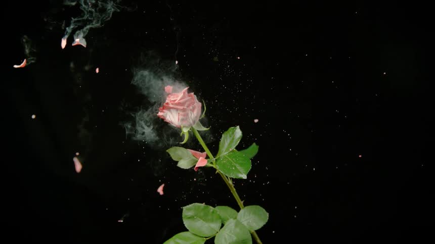 A frozen rose is shot with a pellet and explodes