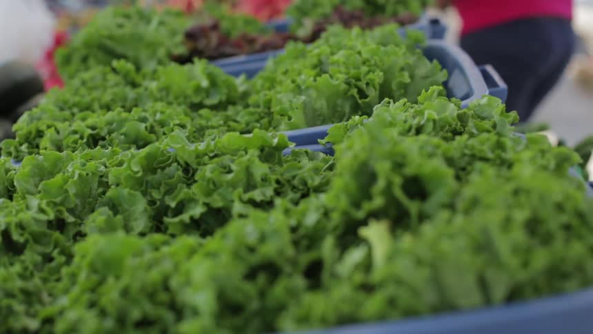 Large amounts of kale in plastic tubs