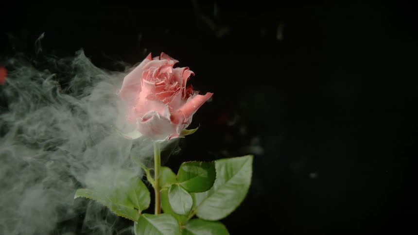 Smoke is flowing off of pink rose in front of dark black background